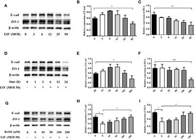 ResolvinD1 Protects the Airway Barrier Against Injury Induced by Influenza A Virus Through the Nrf2 Pathway